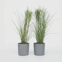 Plant in a Box Prachtriet - Set van 2 - Miscanthus 'Gracillimus' - Hoogte 40-60cm - ⌀23cm Discount