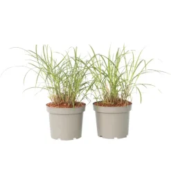 Plant in a Box Prachtriet - Set van 2 - Miscanthus 'Red Chief' - Hoogte 40-60cm - ⌀23cm Hot