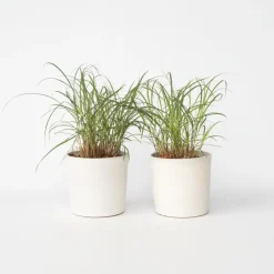 Plant in a Box Prachtriet - Set van 2 - Miscanthus 'Red Chief' - Hoogte 40-60cm - ⌀23cm Hot