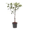 Plant in a Box Pruimenboom - Prunus domestica 'Opal' - Hoogte 90-100cm - ⌀21cm New