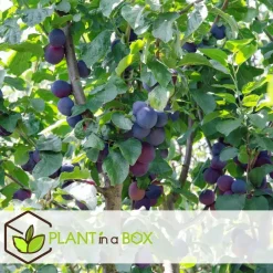 Plant in a Box Pruimenboom - Prunus domestica 'Opal' - Hoogte 90-100cm - ⌀21cm New