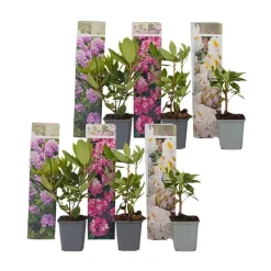 Plant in a Box Rhododendrons - Set van 6 - Rhododendron catawbiense - Hoogte 25-40cm - ⌀9cm Online