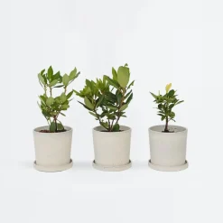 Plant in a Box Rhododendrons - Set van 6 - Rhododendron catawbiense - Hoogte 25-40cm - ⌀9cm Online