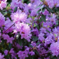 Plant in a Box Rhododendrons - Set van 6 - Rhododendron catawbiense - Hoogte 25-40cm - ⌀9cm Online