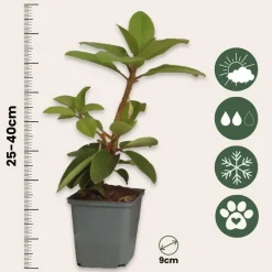 Plant in a Box Rhododendrons - Set van 6 - Rhododendron catawbiense - Hoogte 25-40cm - ⌀9cm Online