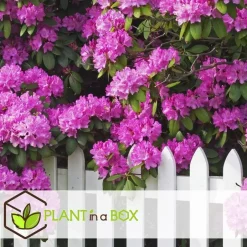 Plant in a Box Rhododendrons - Set van 6 - Rhododendron catawbiense - Hoogte 25-40cm - ⌀9cm Online