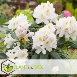 Plant in a Box Rhododendrons - Set van 6 - Rhododendron catawbiense - Hoogte 25-40cm - ⌀9cm Online