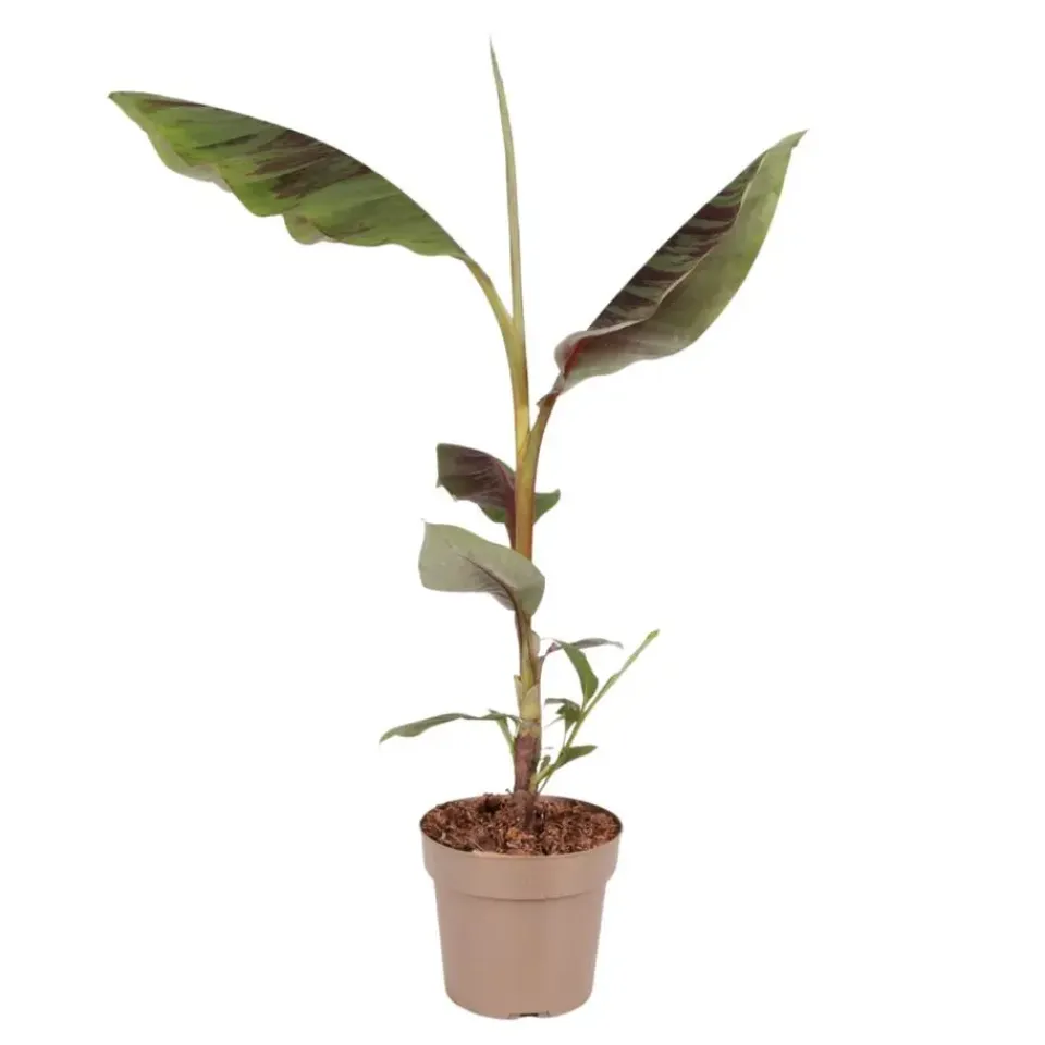 Plant in a Box Rode bananenplant - Musa sikkimensis Ever Red - Hoogte 55-70cm - ⌀21cm New