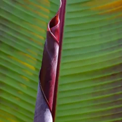 Plant in a Box Rode bananenplant - Musa sikkimensis Ever Red - Hoogte 55-70cm - ⌀21cm New
