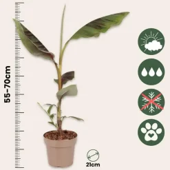 Plant in a Box Rode bananenplant - Musa sikkimensis Ever Red - Hoogte 55-70cm - ⌀21cm New