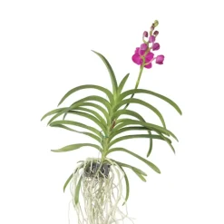 Plant in a Box Roze Orchidee L - Vanda 'Pink' - Hoogte 55-65cm Online