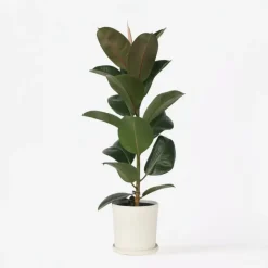 Plant in a Box Rubberplant - Ficus Elastica 'Robusta' - Hoogte 75-100cm - ⌀24cm Best