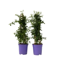 Plant in a Box Sering - Set van 2 - Ceanothus Repens - Hoogte 60-70cm - ⌀17cm Outlet