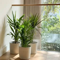 Plant in a Box Set grote kamerpalmen - Set van 3 - Indoor Palmmix XL - Hoogte 70-90cm - ⌀17cm Discount