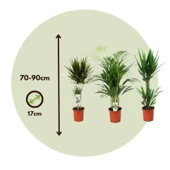 Plant in a Box Set grote kamerpalmen - Set van 3 - Indoor Palmmix XL - Hoogte 70-90cm - ⌀17cm Discount