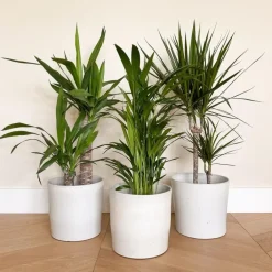 Plant in a Box Set grote kamerpalmen - Set van 3 - Indoor Palmmix XL - Hoogte 70-90cm - ⌀17cm Discount