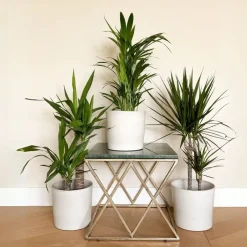 Plant in a Box Set grote kamerpalmen - Set van 3 - Indoor Palmmix XL - Hoogte 70-90cm - ⌀17cm Discount