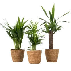 Plant in a Box Set van 3 mini kamerpalmen incl. mandjes - Hoogte 25-40cm - ⌀12cm Clearance