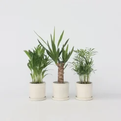 Plant in a Box Set van 3 mini kamerpalmen incl. mandjes - Hoogte 25-40cm - ⌀12cm Clearance