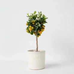 Plant in a Box Sinaasappelboom - Citrus mitis 'Calamondin' - Hoogte 55-65cm - ⌀19cm New