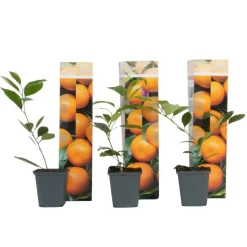 Plant in a Box Sinaasappelboom - Set van 3 - Citrus mitis Calamondin - Hoogte 25-40cm - ⌀9cm Online
