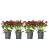 Plant in a Box Skimmia - Set van 4 - Skimmia japonica 'Rubella' - Hoogte 35-45cm - ⌀15cm Best