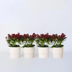 Plant in a Box Skimmia - Set van 4 - Skimmia japonica 'Rubella' - Hoogte 35-45cm - ⌀15cm Best