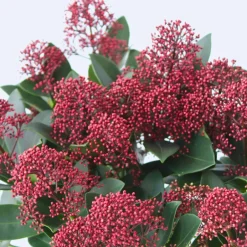 Plant in a Box Skimmia - Set van 4 - Skimmia japonica 'Rubella' - Hoogte 35-45cm - ⌀15cm Best