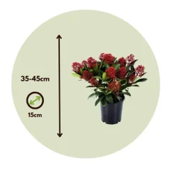 Plant in a Box Skimmia - Set van 4 - Skimmia japonica 'Rubella' - Hoogte 35-45cm - ⌀15cm Best