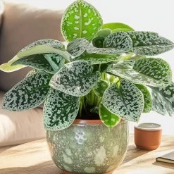 Plant in a Box Spiraalvrucht - 2 Stuks - Streptocarpus 'Pretty Turtle' - Hoogte 25-35cm - ⌀13cm Clearance