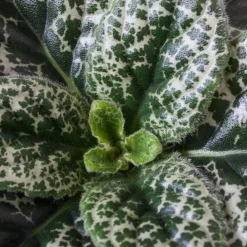 Plant in a Box Spiraalvrucht - 2 Stuks - Streptocarpus 'Pretty Turtle' - Hoogte 25-35cm - ⌀13cm Clearance