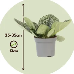 Plant in a Box Spiraalvrucht - 2 Stuks - Streptocarpus 'Pretty Turtle' - Hoogte 25-35cm - ⌀13cm Clearance