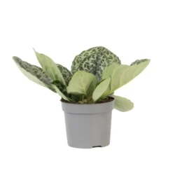 Plant in a Box Spiraalvrucht - Streptocarpus 'Pretty Turtle' - Hoogte 25-35cm - ⌀13cm