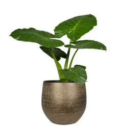 Ter Steege Steege Plantenpot - modern design - goudkleurig - 32 x 36 cm Outlet