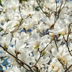 Plant in a Box Stermagnolia - Set van 3 - Magnolia 'Stellata' - Hoogte 25-40cm - ⌀9cm Sale