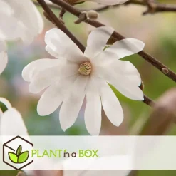 Plant in a Box Stermagnolia - Set van 3 - Magnolia 'Stellata' - Hoogte 25-40cm - ⌀9cm Sale