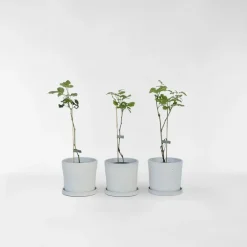 Plant in a Box Taybessenplant - Set van 3 - Rubus 'Tayberry' - Hoogte 25-40cm - ⌀9cm Sale