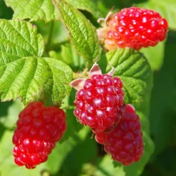 Plant in a Box Taybessenplant - Set van 3 - Rubus 'Tayberry' - Hoogte 25-40cm - ⌀9cm Sale