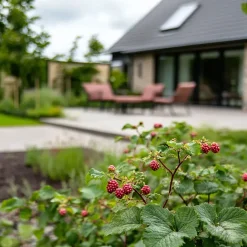 Plant in a Box Taybessenplant - Set van 3 - Rubus 'Tayberry' - Hoogte 25-40cm - ⌀9cm Sale