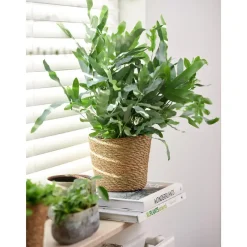 Ter Steege Plantenmand - zeegras - rotan - beige - 15 x 12 cm Hot