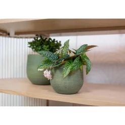 Ter Steege Plantenpot - keramiek - donkergroen - stripes -18x16cm Hot