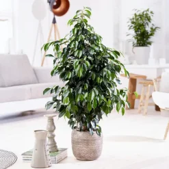 Plant in a Box Treurvijg - Ficus benjamina 'Danielle' - Hoogte 100-110cm - ⌀21cm Hot
