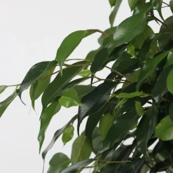 Plant in a Box Treurvijg - Ficus benjamina 'Danielle' - Hoogte 100-110cm - ⌀21cm Hot