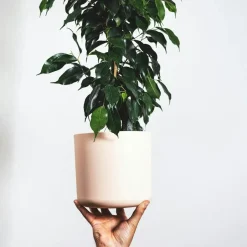 Plant in a Box Treurvijg - Ficus benjamina 'Danielle' - Hoogte 100-110cm - ⌀21cm Hot