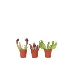 Plant in a Box Trompetbekerplant - Set van 3 - Sarracenia purpurea - Hoogte 10cm - ⌀5,5cm Online