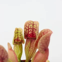 Plant in a Box Trompetbekerplant - Set van 3 - Sarracenia purpurea - Hoogte 10cm - ⌀5,5cm Online