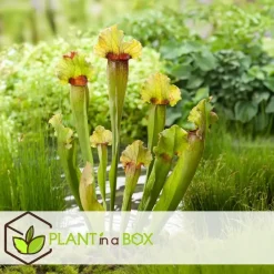 Plant in a Box Trompetbekerplant - Set van 3 - Sarracenia purpurea - Hoogte 10cm - ⌀5,5cm Online