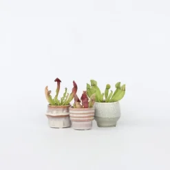 Plant in a Box Trompetbekerplant - Set van 6 - Sarracenia purpurea - Hoogte 15-20cm - ⌀5,5cm New