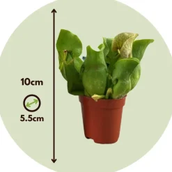 Plant in a Box Trompetbekerplant - Set van 6 - Sarracenia purpurea - Hoogte 15-20cm - ⌀5,5cm New