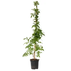 Plant in a Box Trompetbloem - Campis radicans 'Flava' - Hoogte 110-120cm - ⌀17cm Online